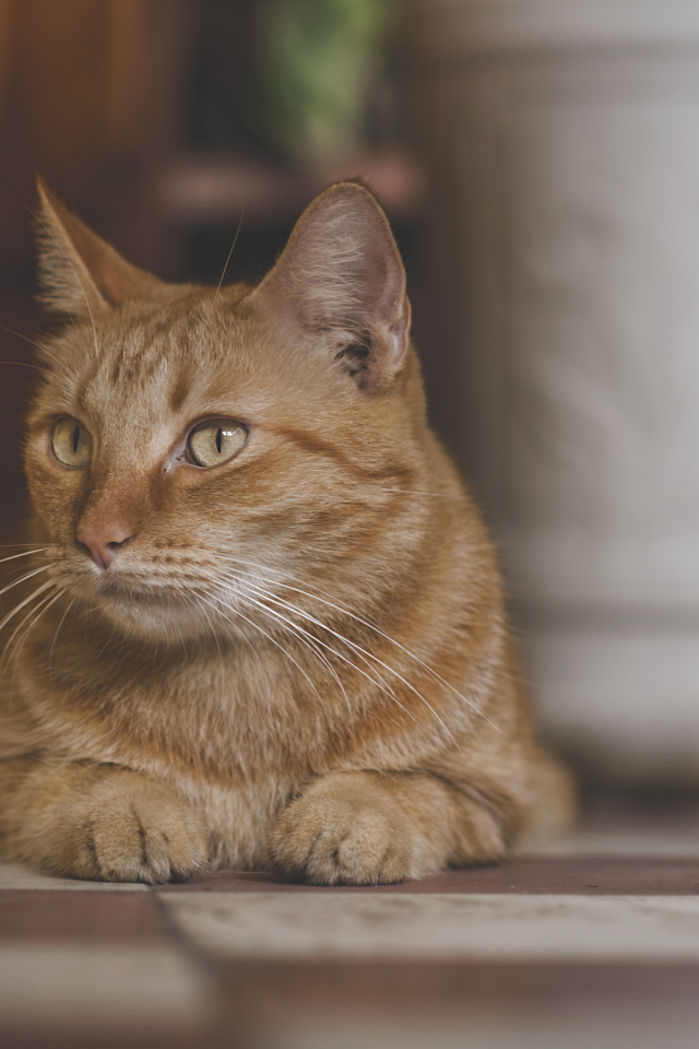 Большой рыжий кот лежит под стулом