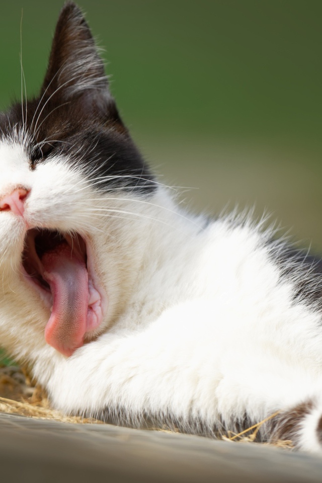 Черно белый зевающий кот лежит на земле