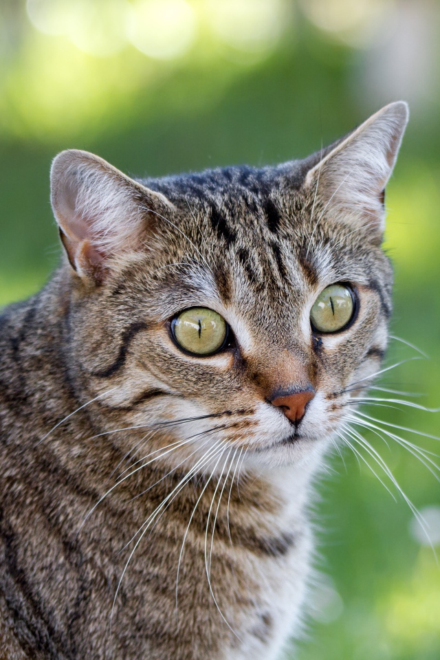 Взгляд серого зеленоглазого кота с длинными усами