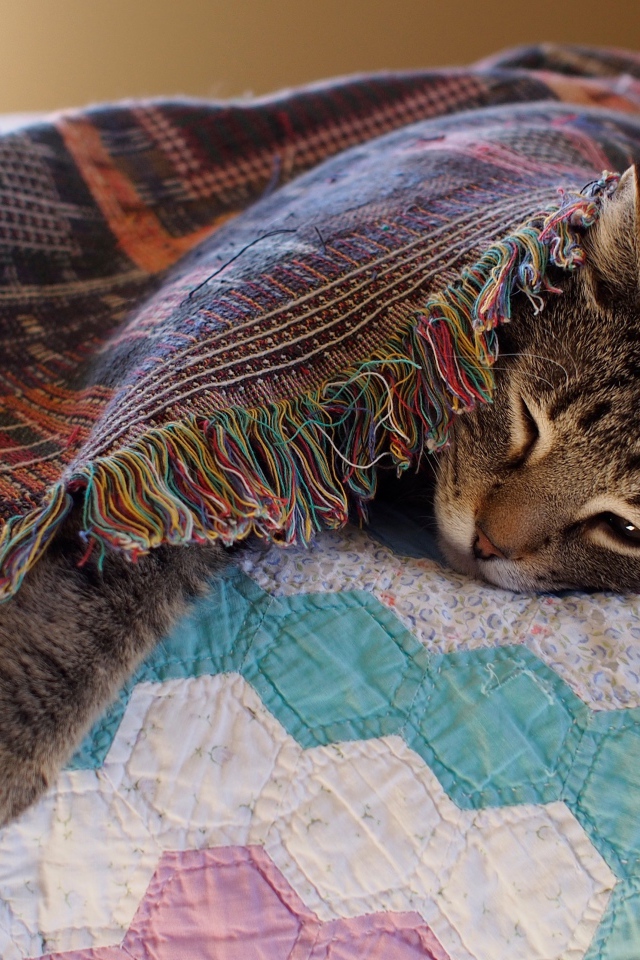 Серый кот спит под покрывалом на кровати