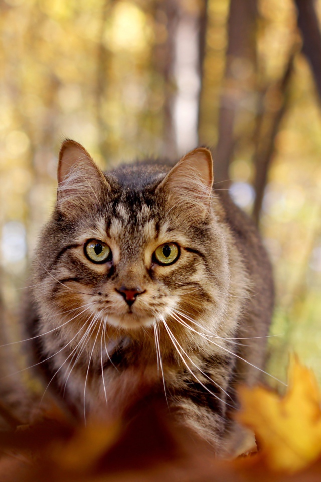 Зеленоглазый серый кот стоит на желтой листве в лесу