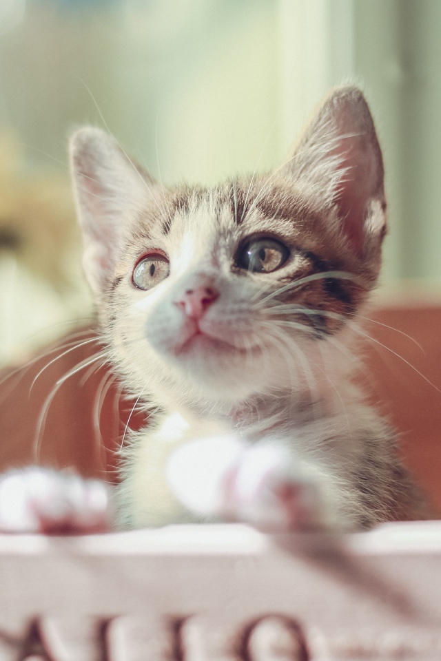 Маленький милый котенок в ящике 