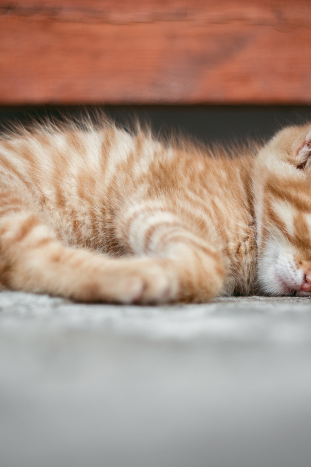 Маленький рыжий котенок спит на земле