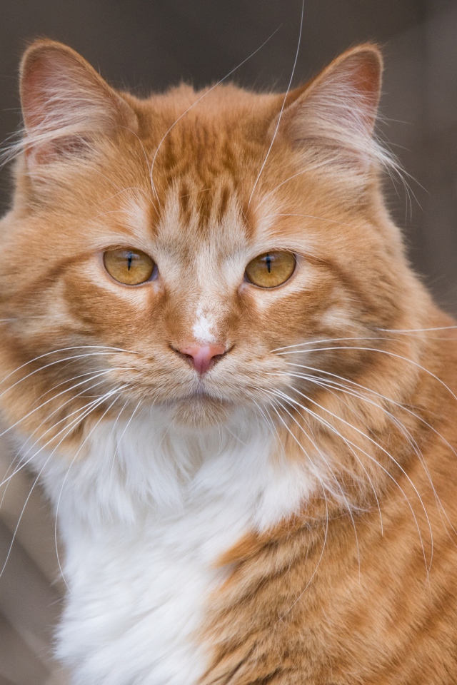 Взгляд красивого рыжего с белым кота 