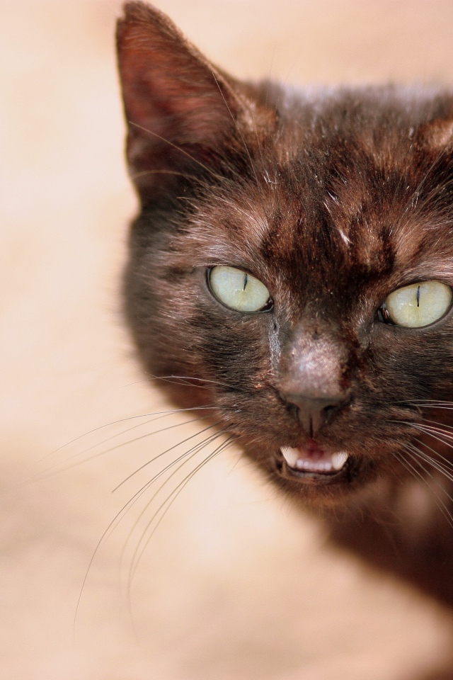 Мяукающий черный кот