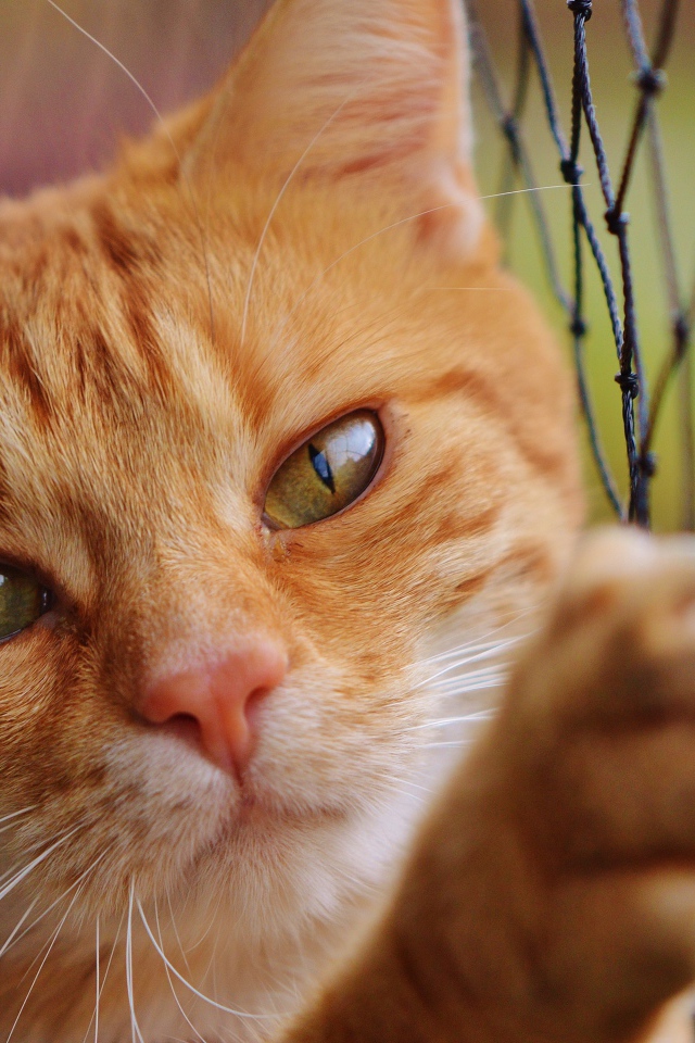 Рыжий кот держится об сетку