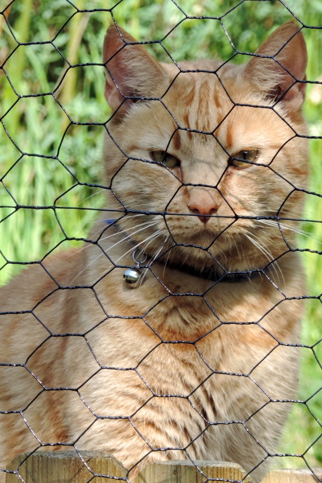 Рыжий кот сидит за железной сеткой