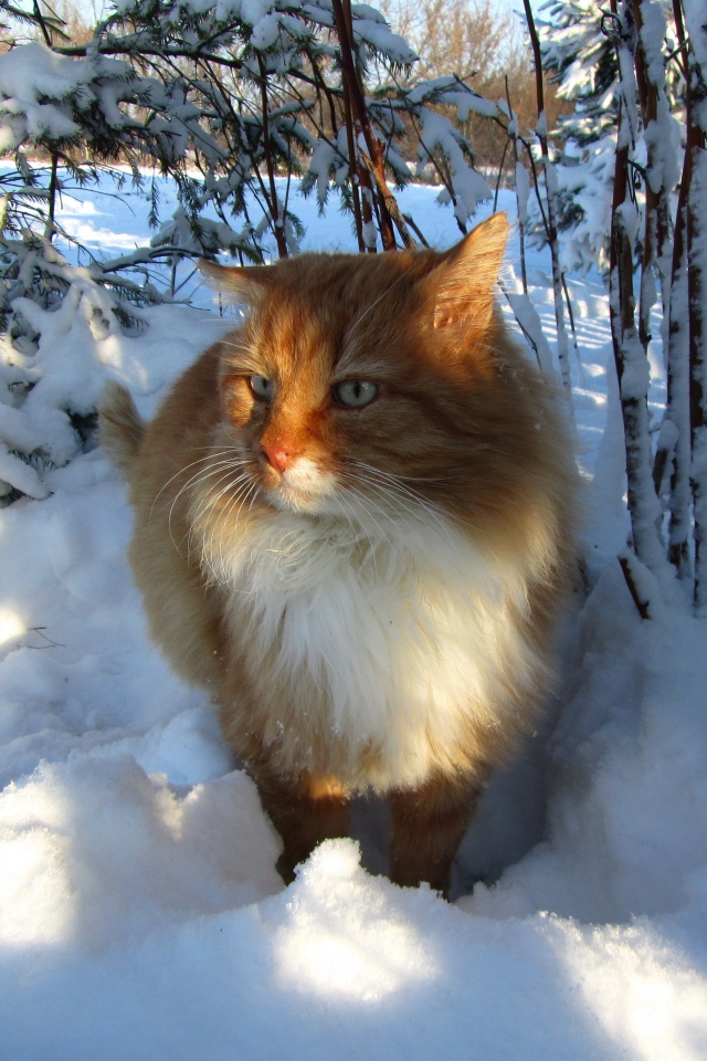 Рыжий кот стоит на холодном белом снегу
