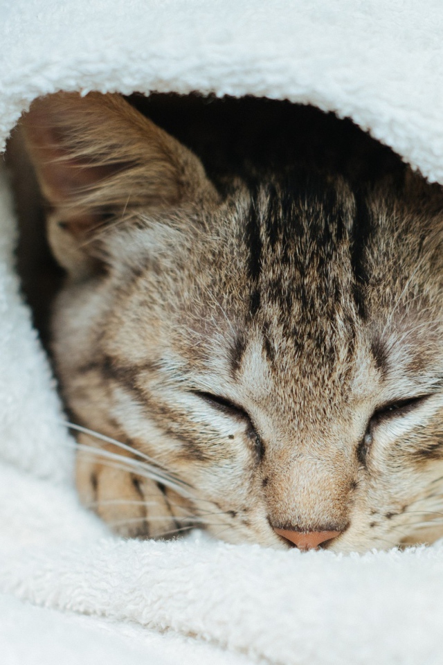 Спящий серый кот в белом покрывале 