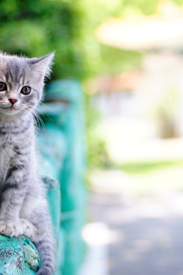 Маленький серый котенок сидит на перилах