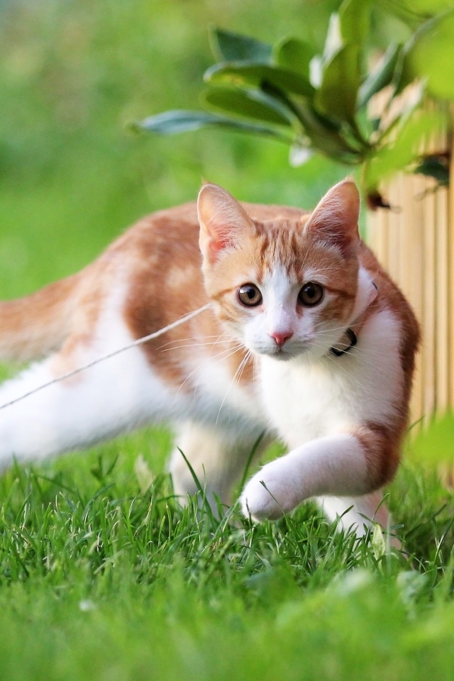 Маленький котенок на поводке гуляет по зеленой траве