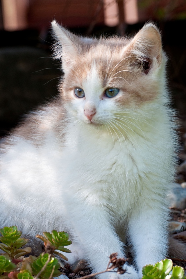 Маленький котенок сидит на мелких камнях