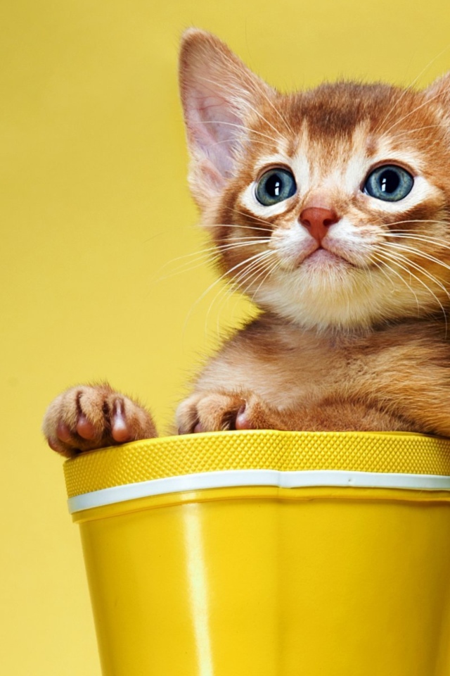 Маленький рыжий котенок сидит в цветочном горшке на желтом фоне