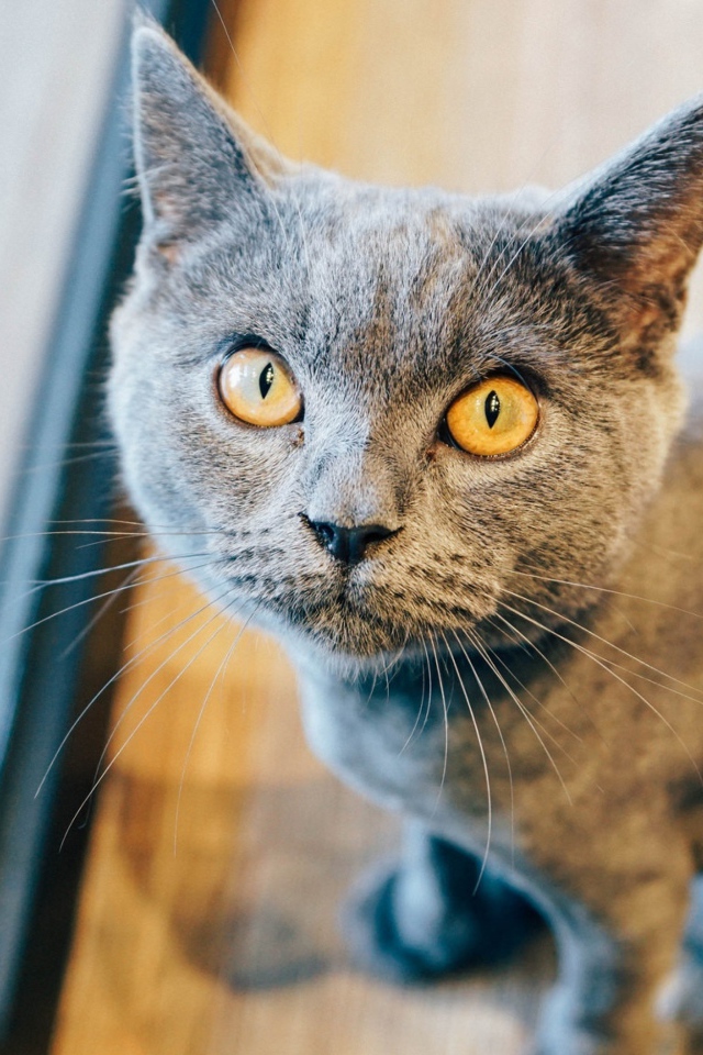 Суровый взгляд британского кота 