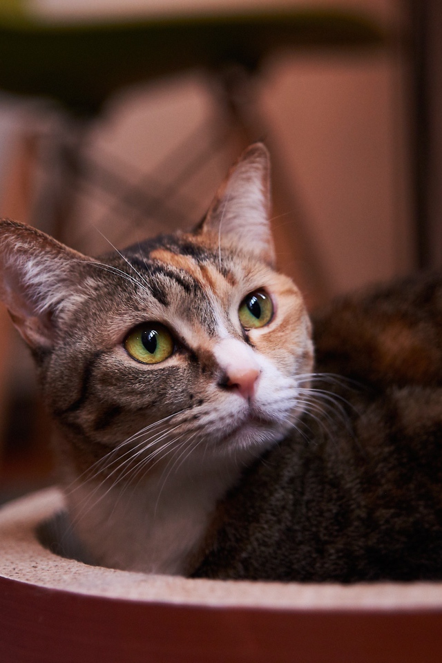 Взгляд трехцветной кошки 