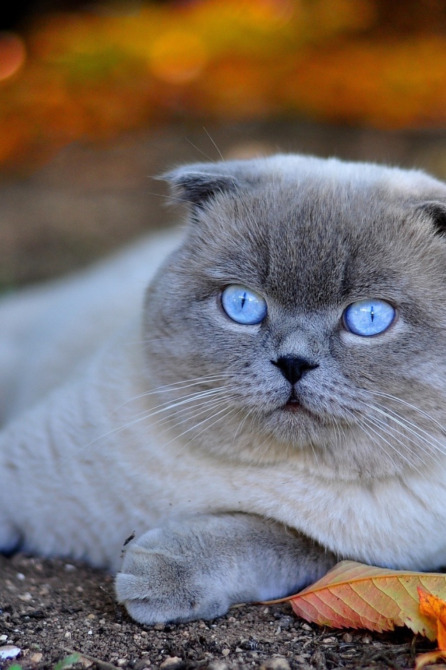 Красивый британский голубоглазый кот лежит на земле с желтыми листьями