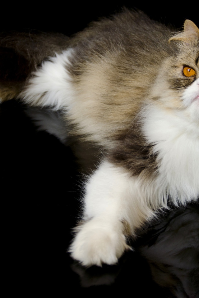 Красивый персидский кот на черном фоне