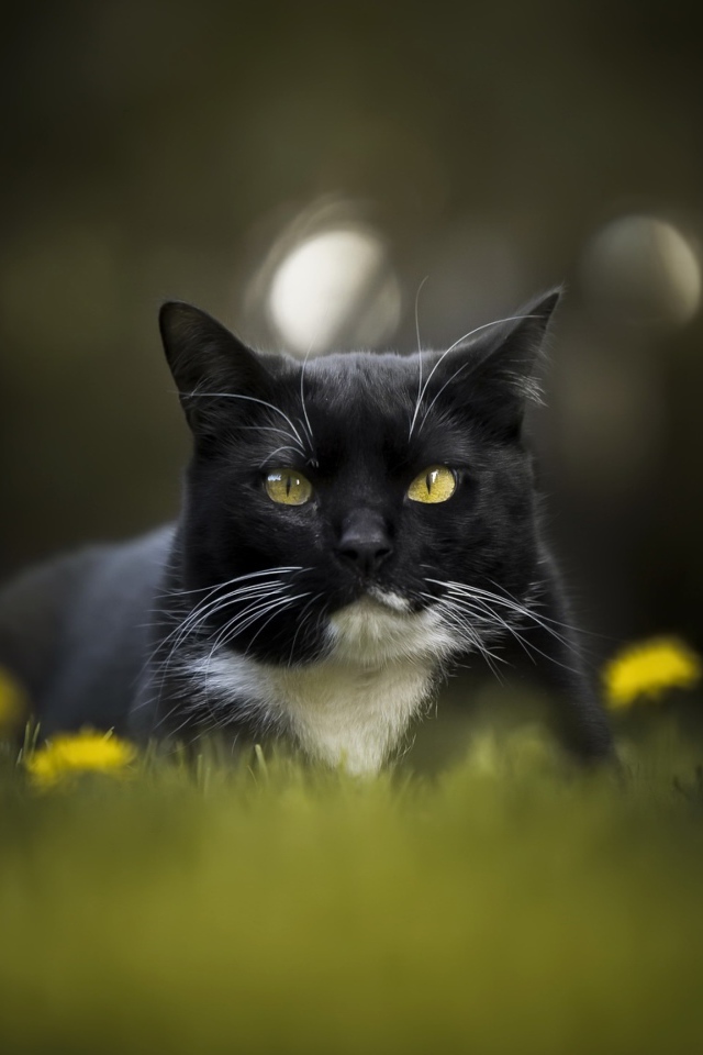 Красивый черно-белый кот сидит в траве