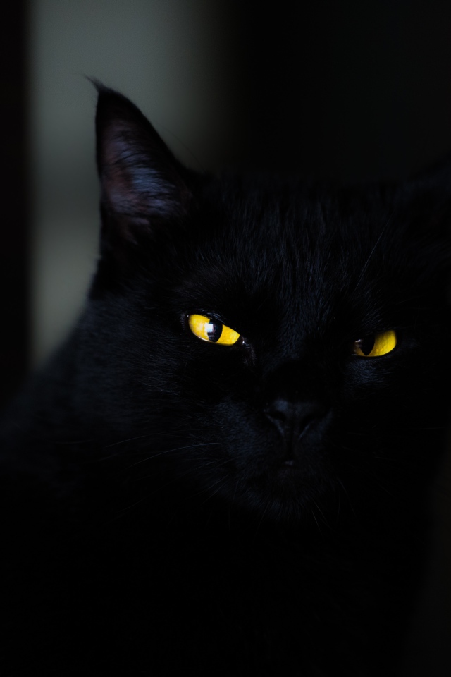 Красивый черный кот с желтыми глазами