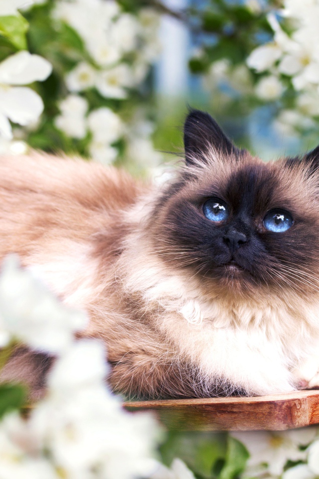 Красивый голубоглазый сиамский кот в белых цветах 