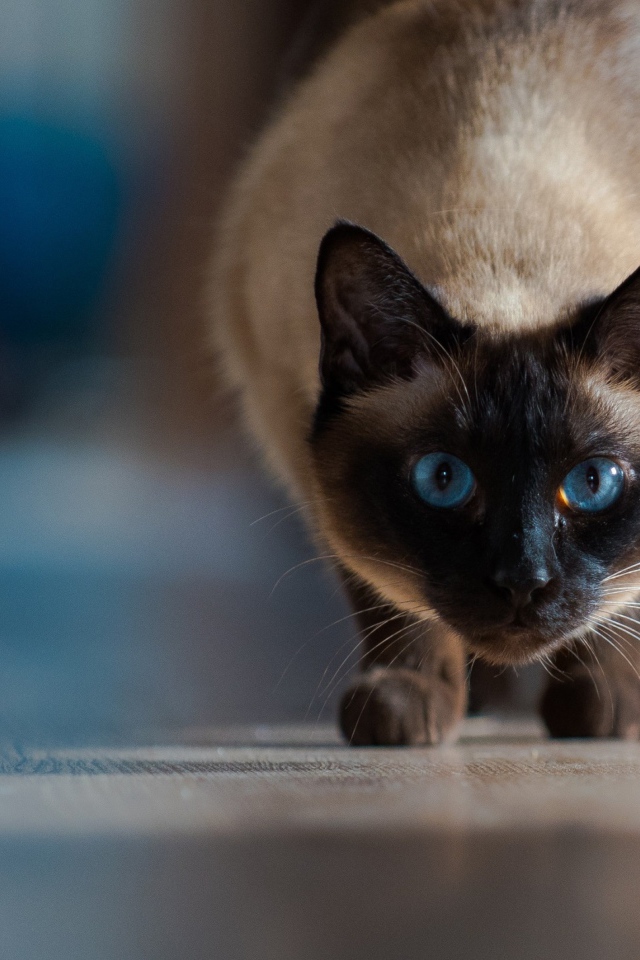 Красивый голубоглазый сиамский кот охотится 