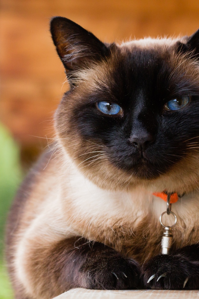 Красивый голубоглазый сиамский кот с ошейником