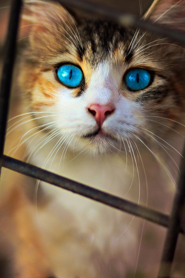 Красивый голубоглазый кот смотрит через решетку