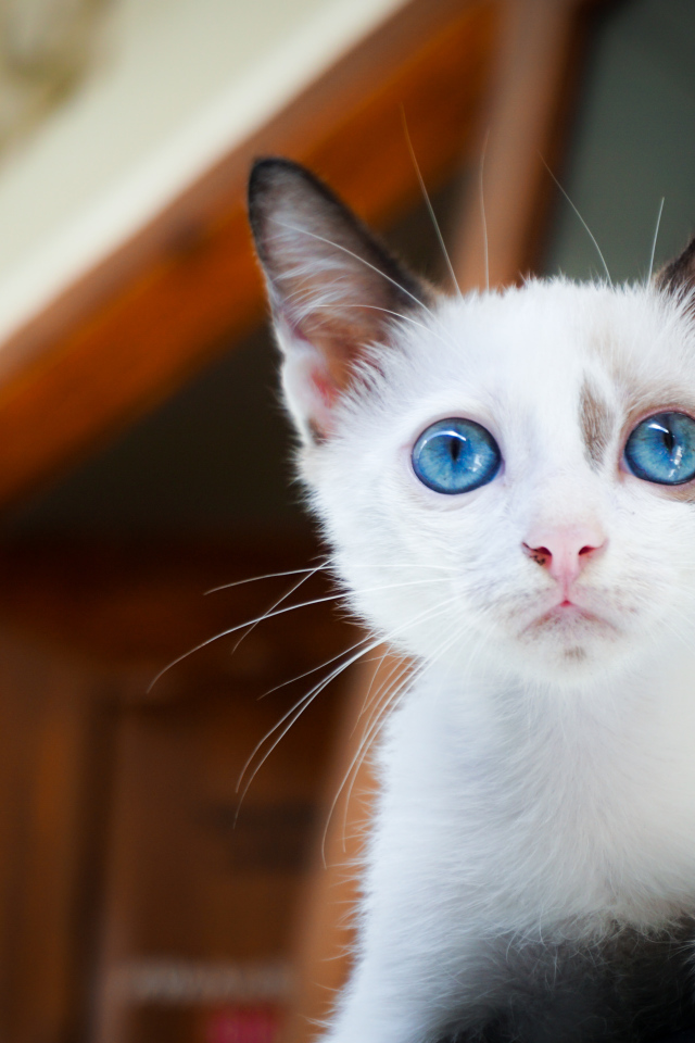 Красивый голубоглазый котенок
