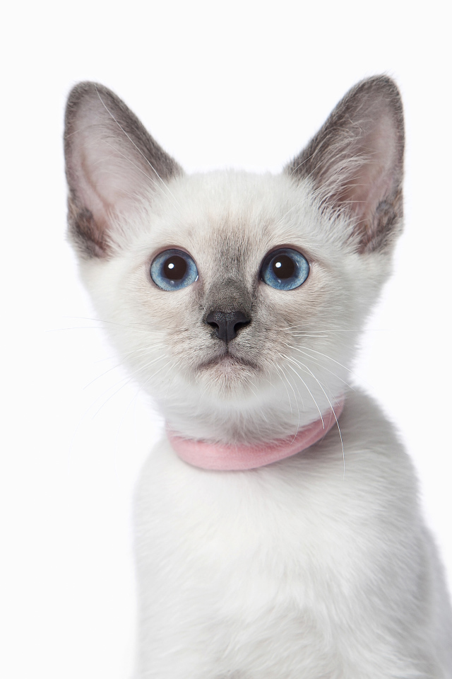 Красивый голубоглазый породистый котенок на белом фоне