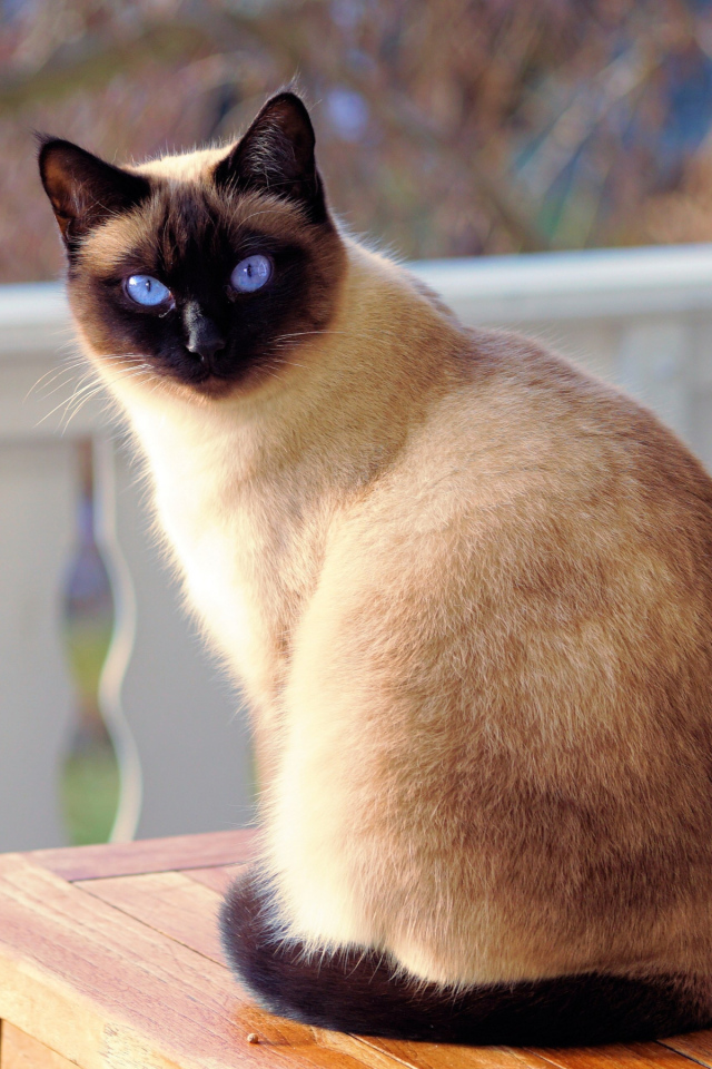 Красивая голубоглазая сиамская кошка сидит на столе