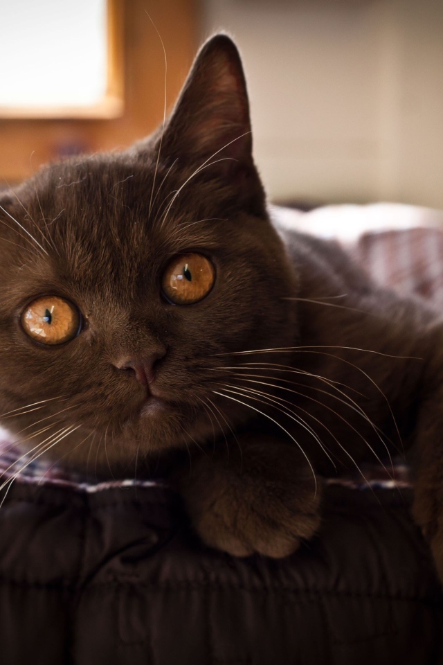 Красивый коричневый котенок