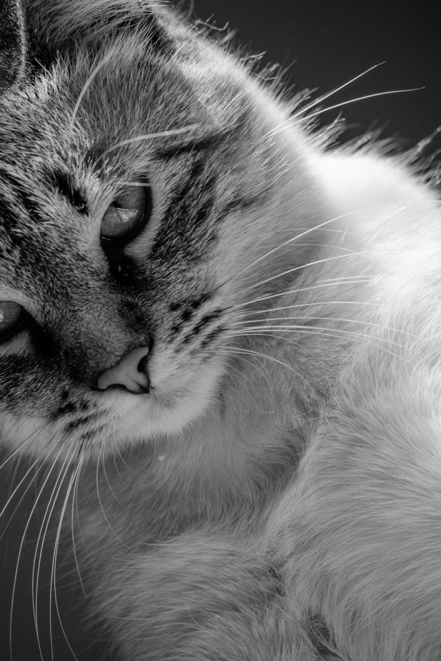 Красивый кот черно -белое фото 