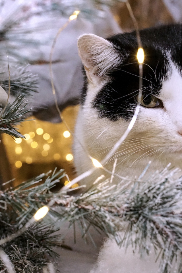 Красивый кот сидит у елки с гирляндой