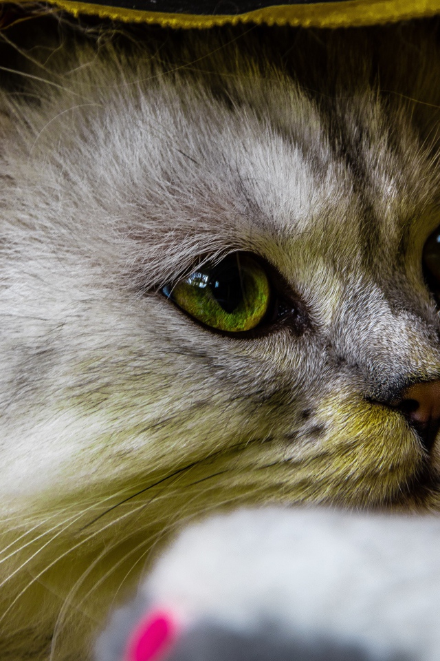 Красивый пушистый зеленоглазый кот под одеялом