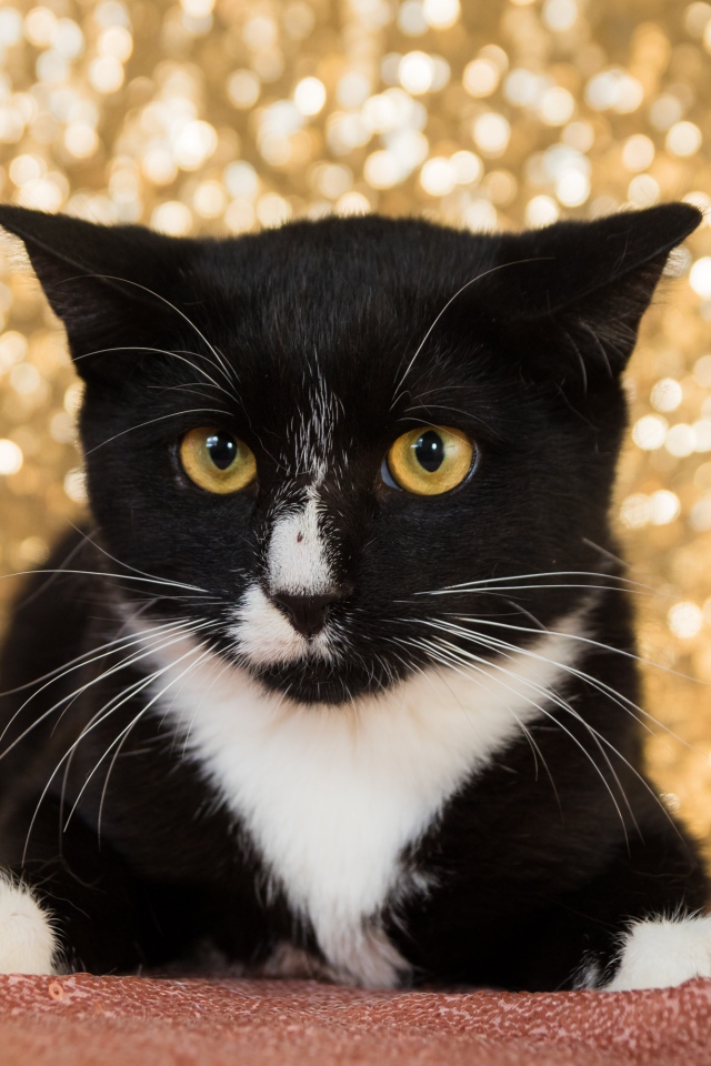 Красивый испуганный черно белый кот 