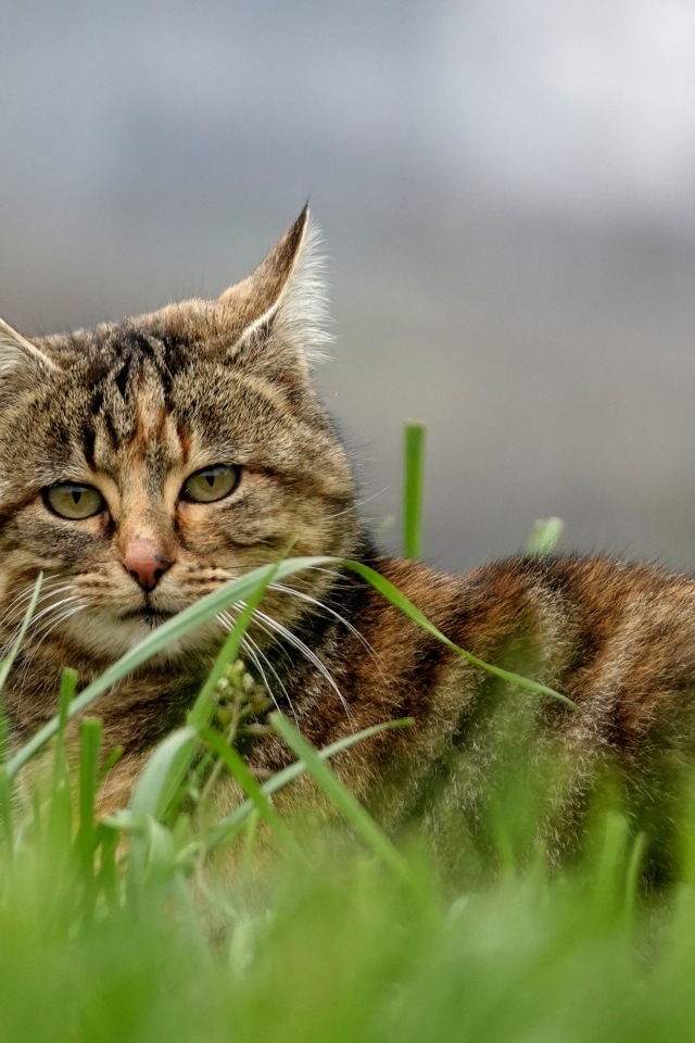 Красивый серый кот в зеленой траве