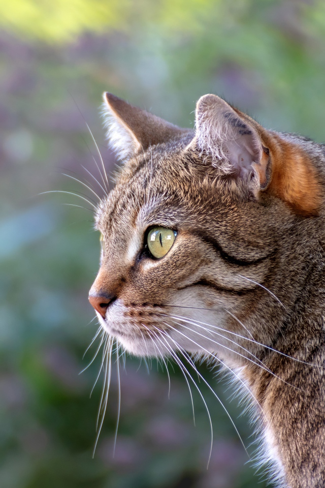 Красивый серый зеленоглазый кот