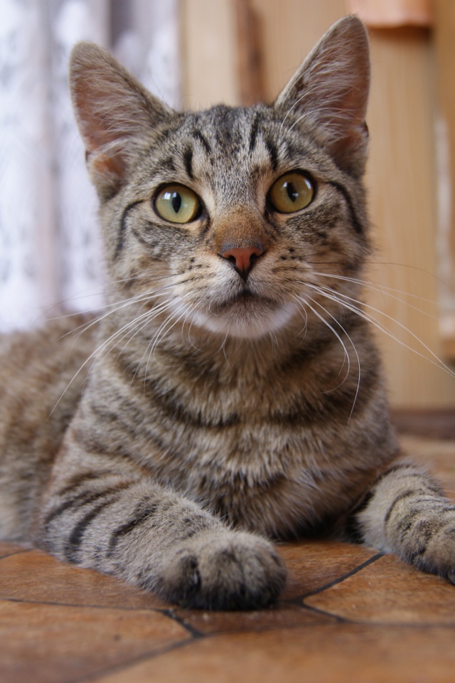 Красивый серый домашний кот