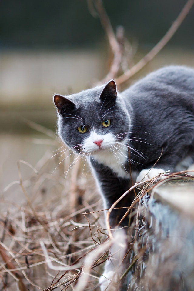 Красивый серый с белым кот сидит на заборе 