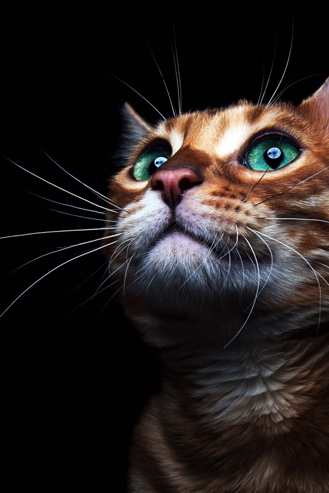 Красивый зеленоглазый кот на черном фоне