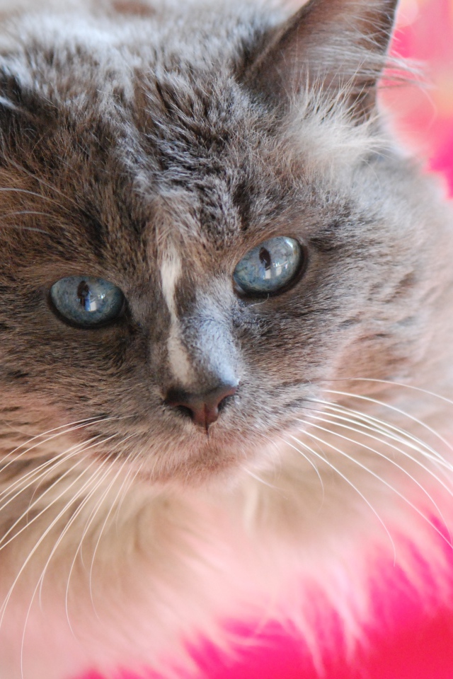 Красивый взгляд пушистого голубоглазого кота