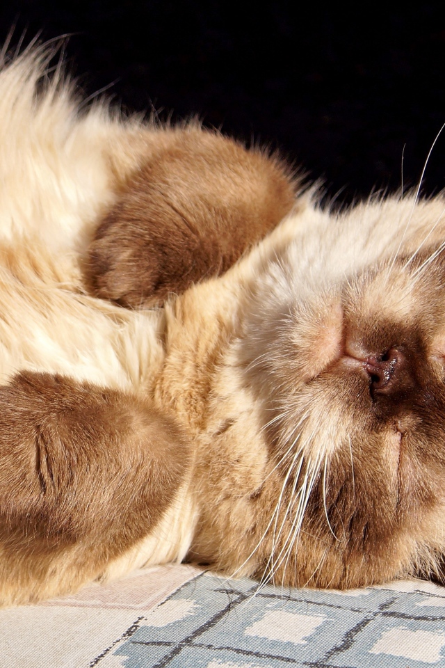 Красивый породистый сиамский кот спит на солнце