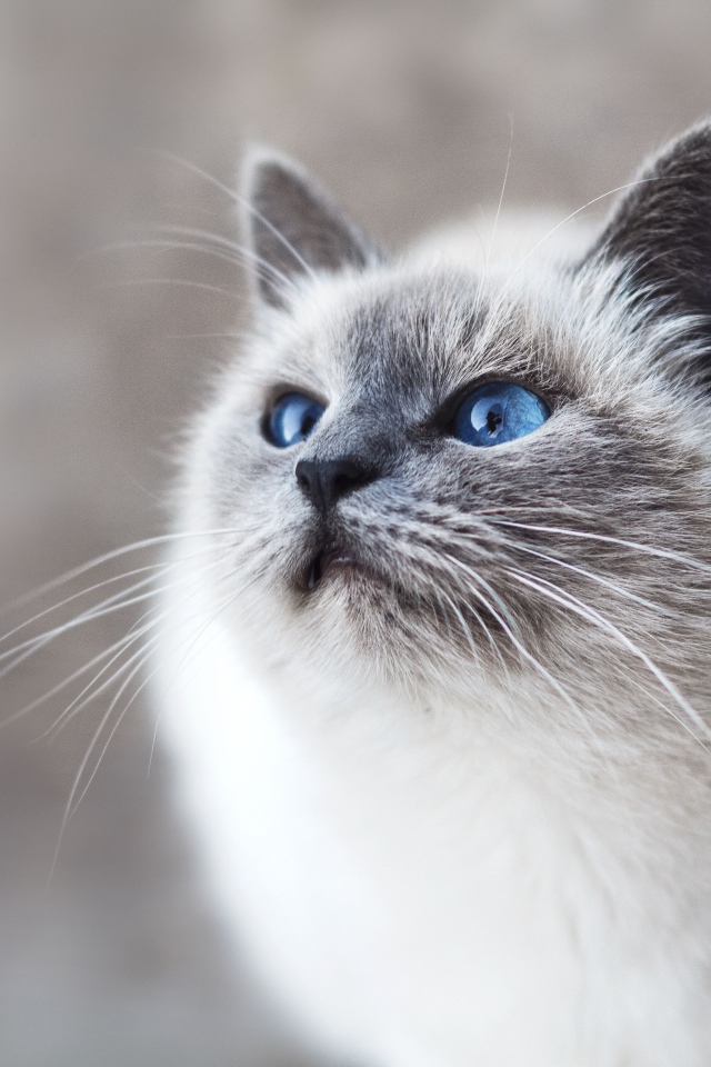 Красивый породистый голубоглазый котенок 