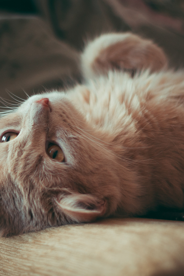 Красивый рыжий кот лежит на диване