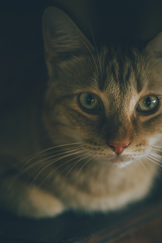 Красивый рыжий кот фото крупным планом