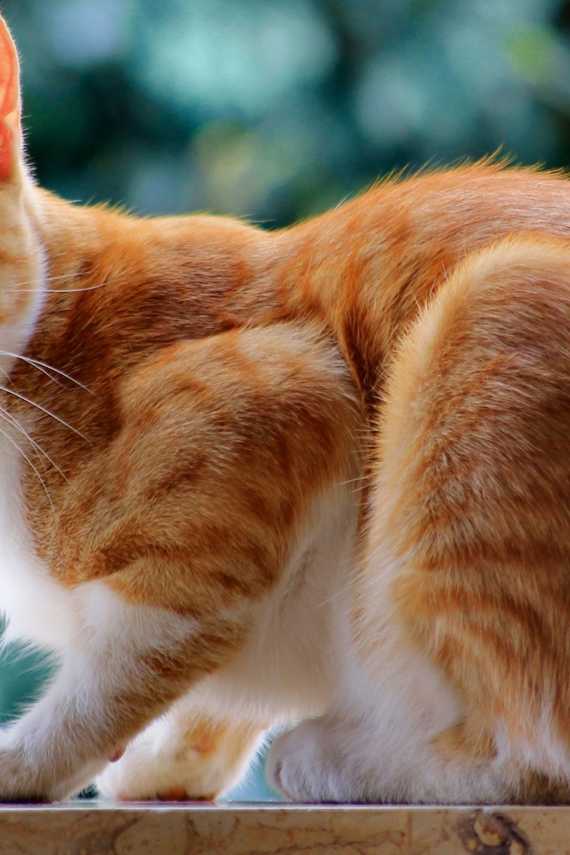 Красивый рыжий кот с длинными усами