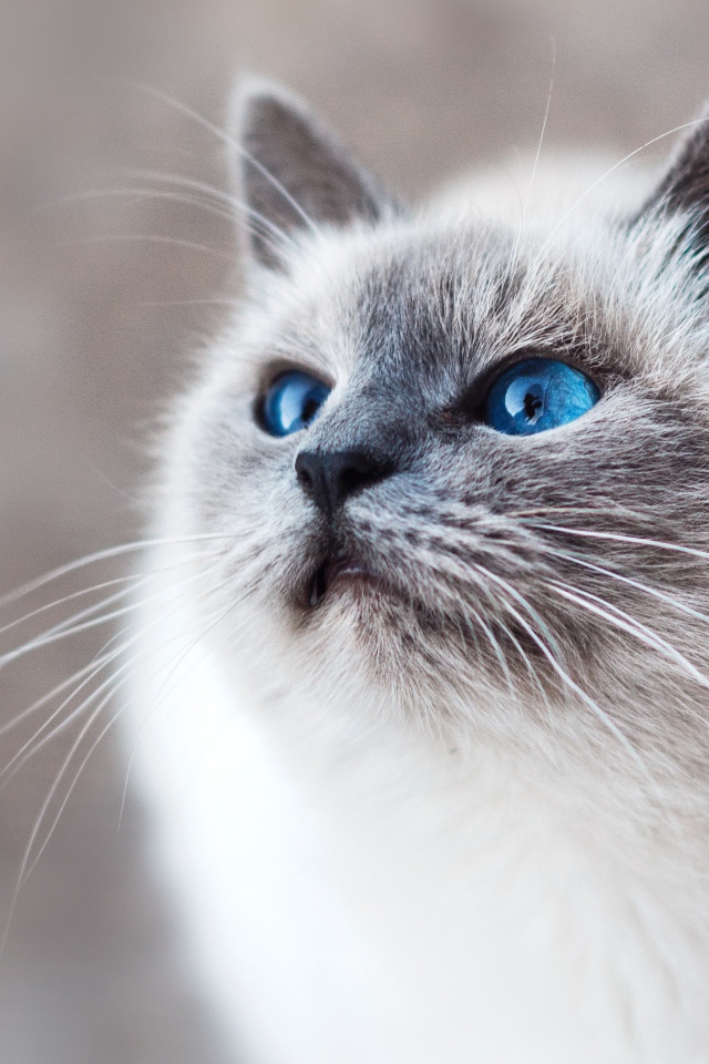 Красивый породистый голубоглазый кот