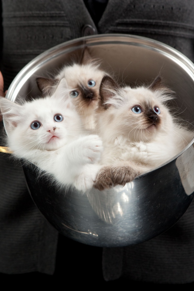 Красивые породистые котята в кастрюле