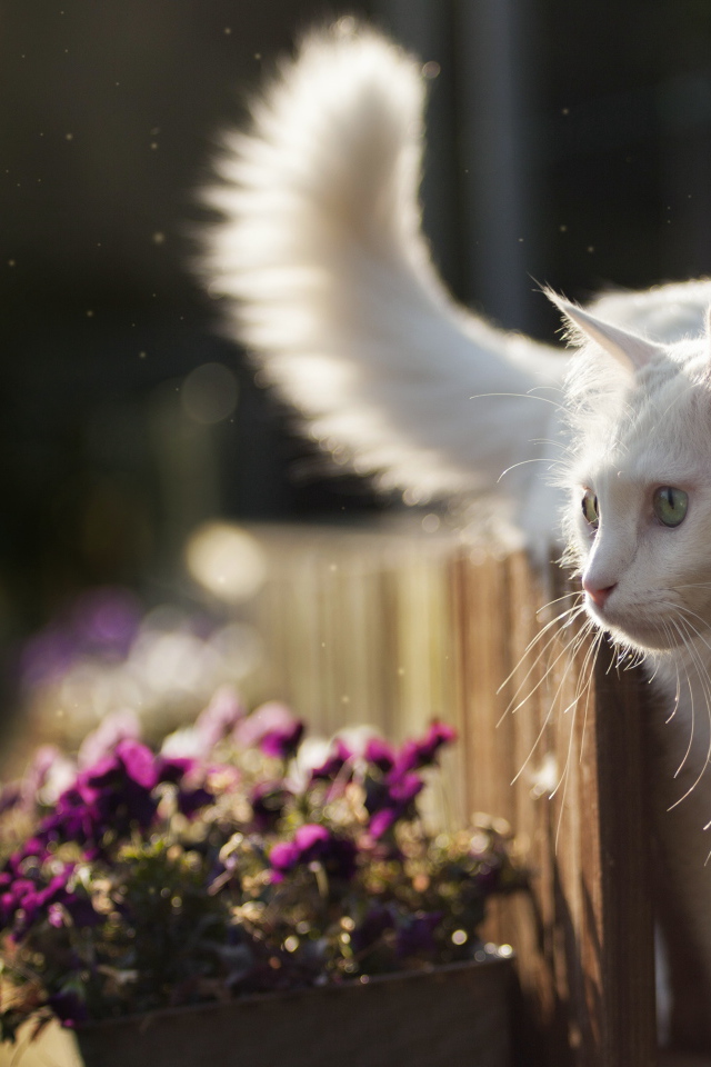 Красивый белый кот идет по забору с цветами