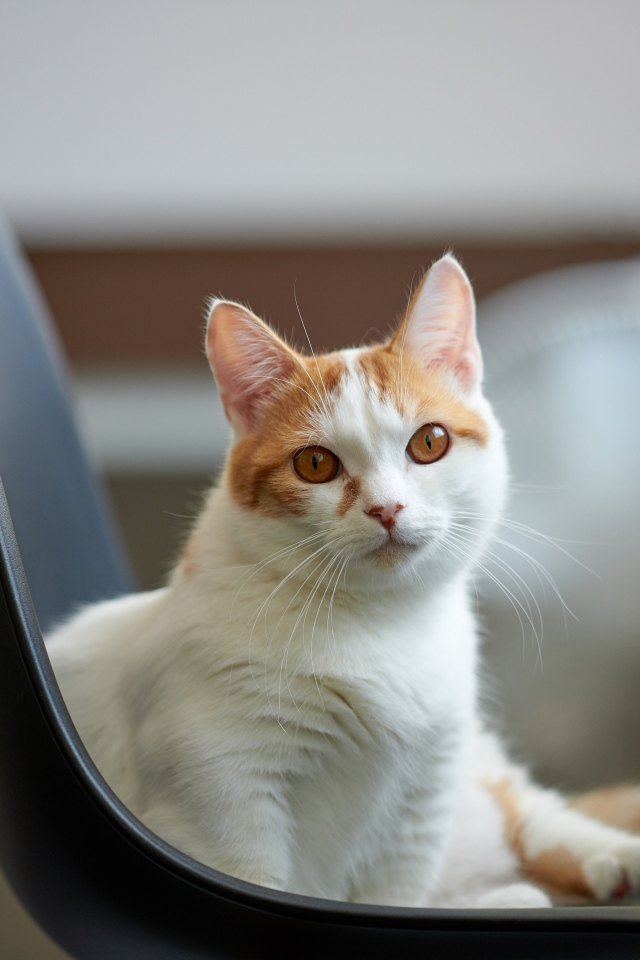 Красивый белый с рыжим кот на стуле